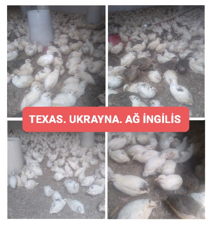 Ətlik Texas. Ağ ingilis. Ukrayna #Bildirçinləri = 2.50 ₼.